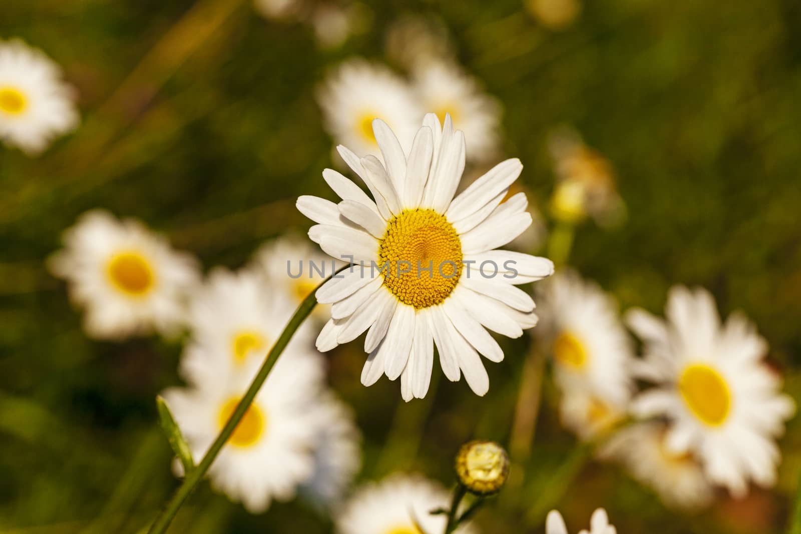  the flowers of a white camomiles photographed by a close up