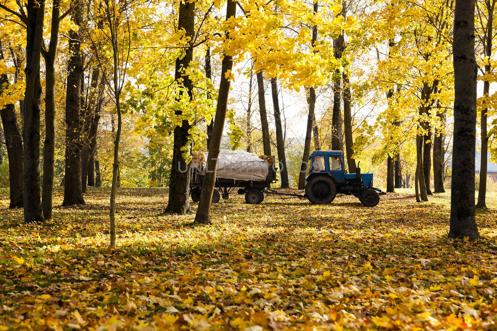  cleaning in the fallen-down fall of foliage.  foliage is loaded into a tractor