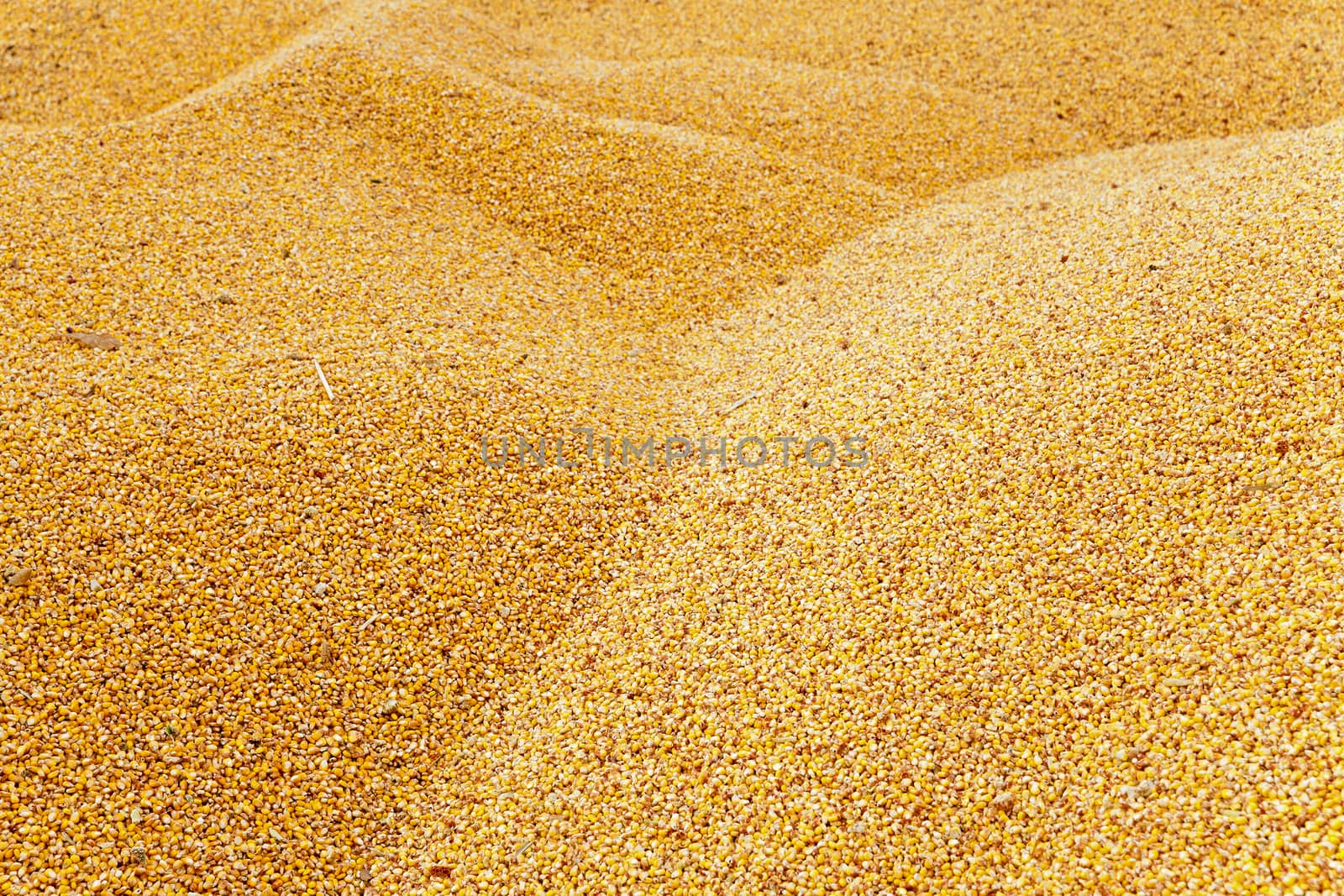  the corn unloaded in a heap after last harvesting