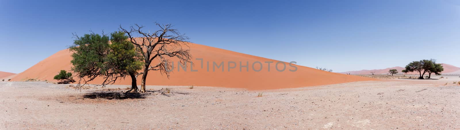 wide panorama of Dune 45 in sossusvlei Namibia, best place in namibia