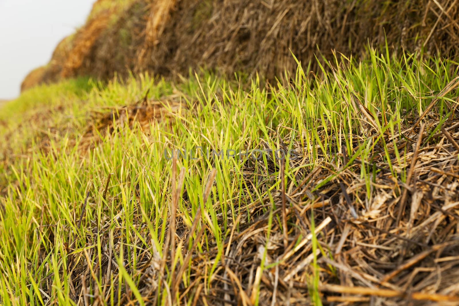  wheat sprouts which sprouted on the stacks of straw put after cleaning of a crop