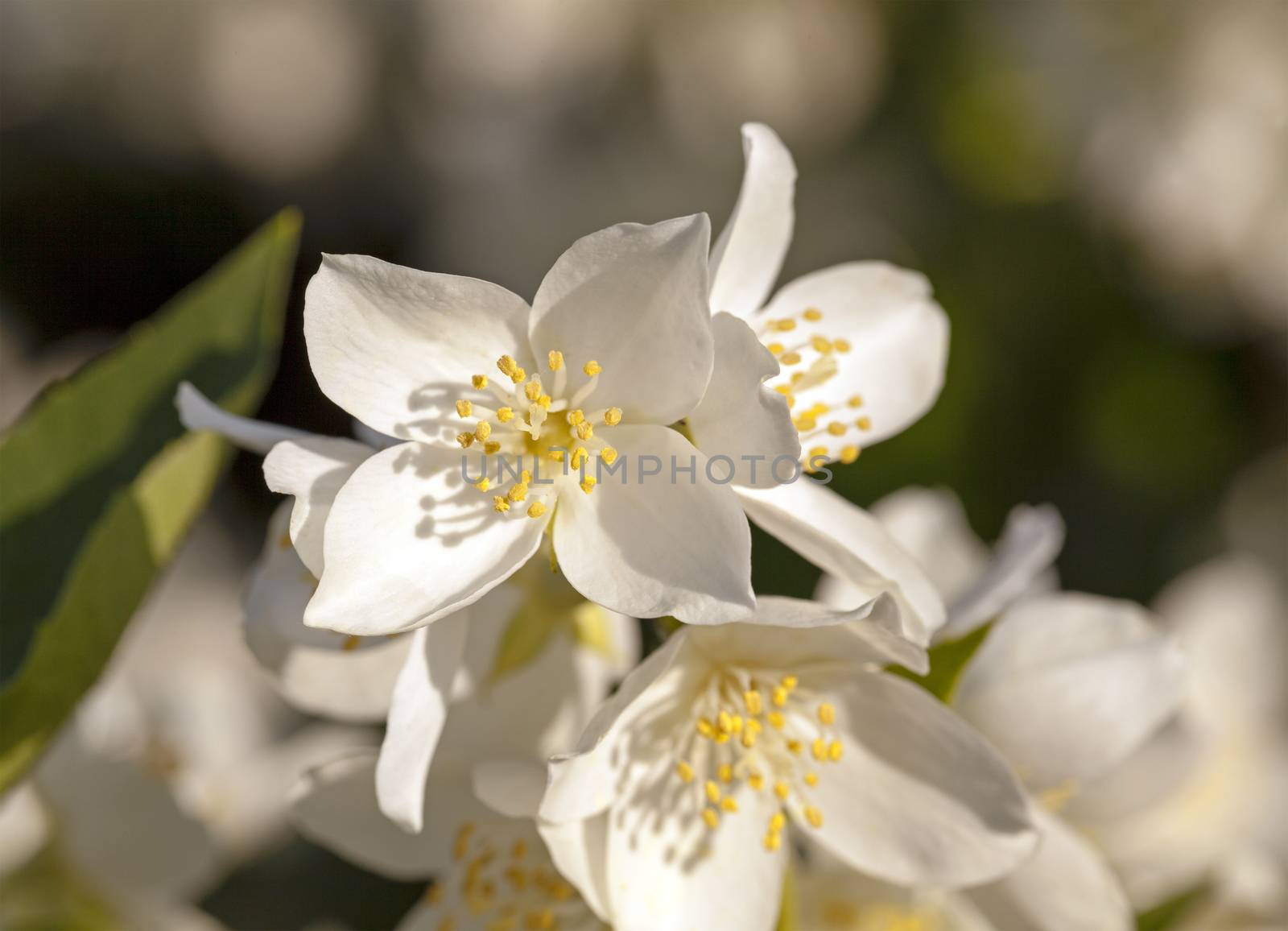   the flowers of a white jasmine photographed by a close up. small depth of sharpness