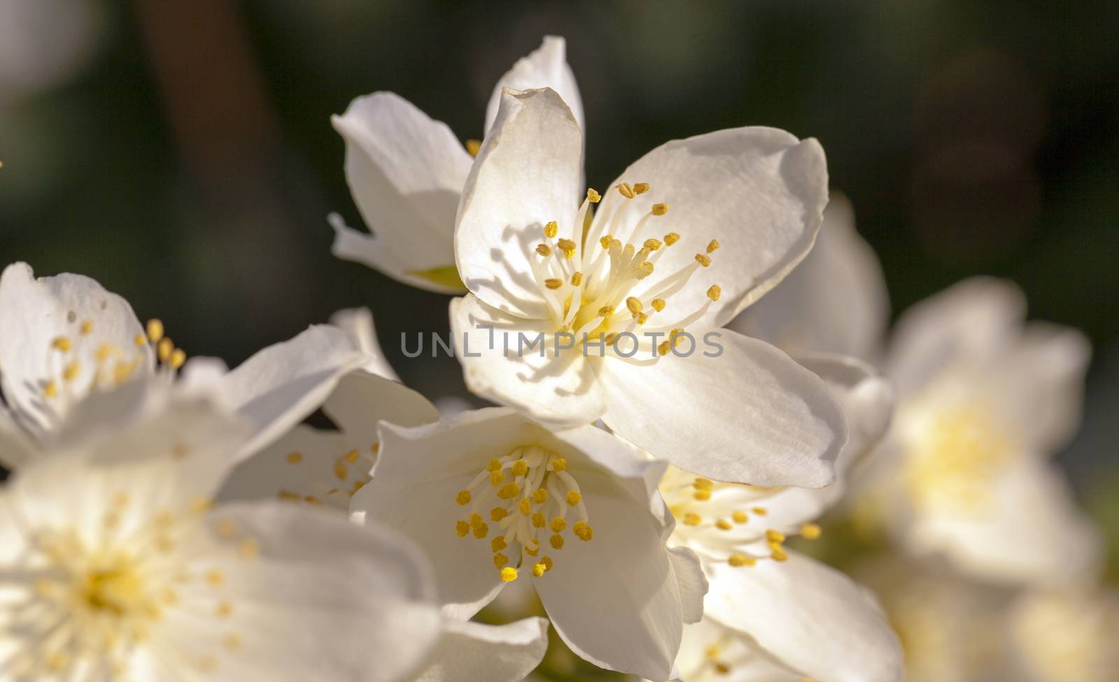   the flowers of a white jasmine photographed by a close up. small depth of sharpness