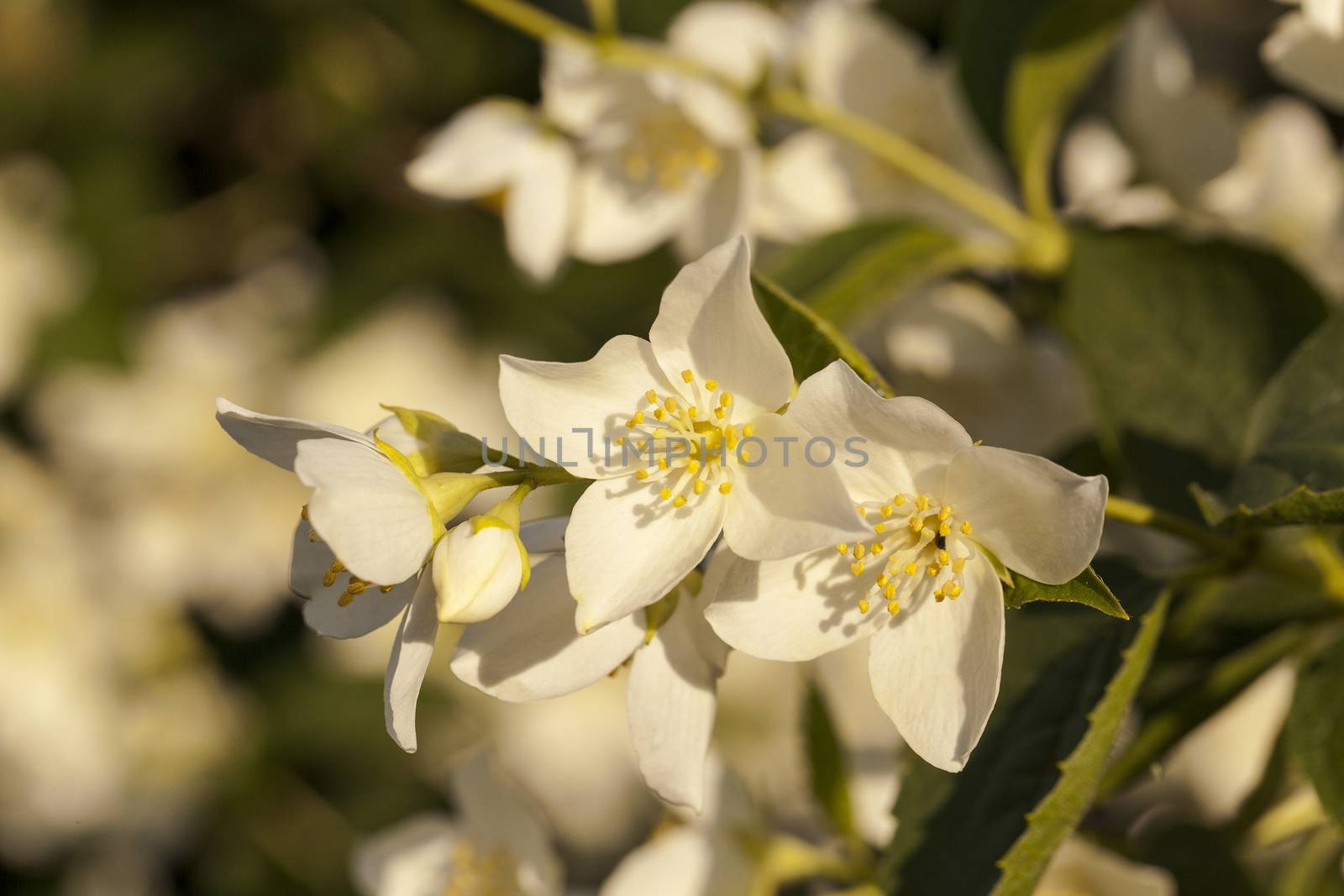   the flowers of a white jasmine photographed by a close up. small depth of sharpness