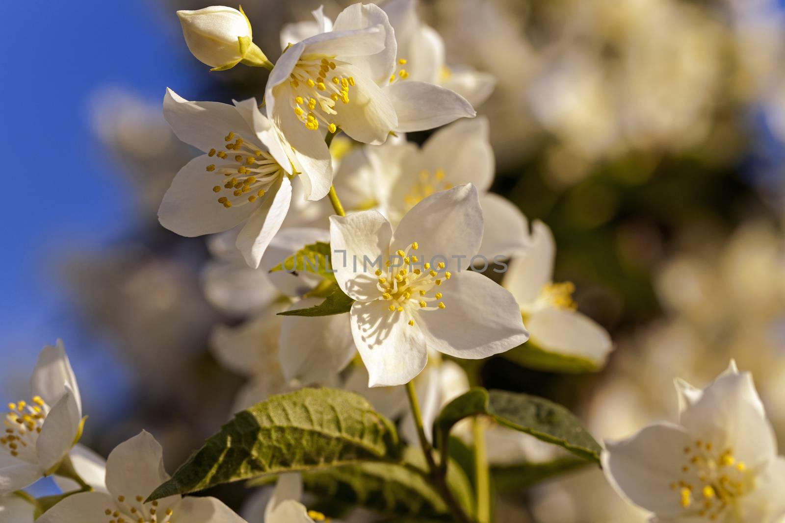   the flowers of a white jasmine photographed by a close up. small depth of sharpness