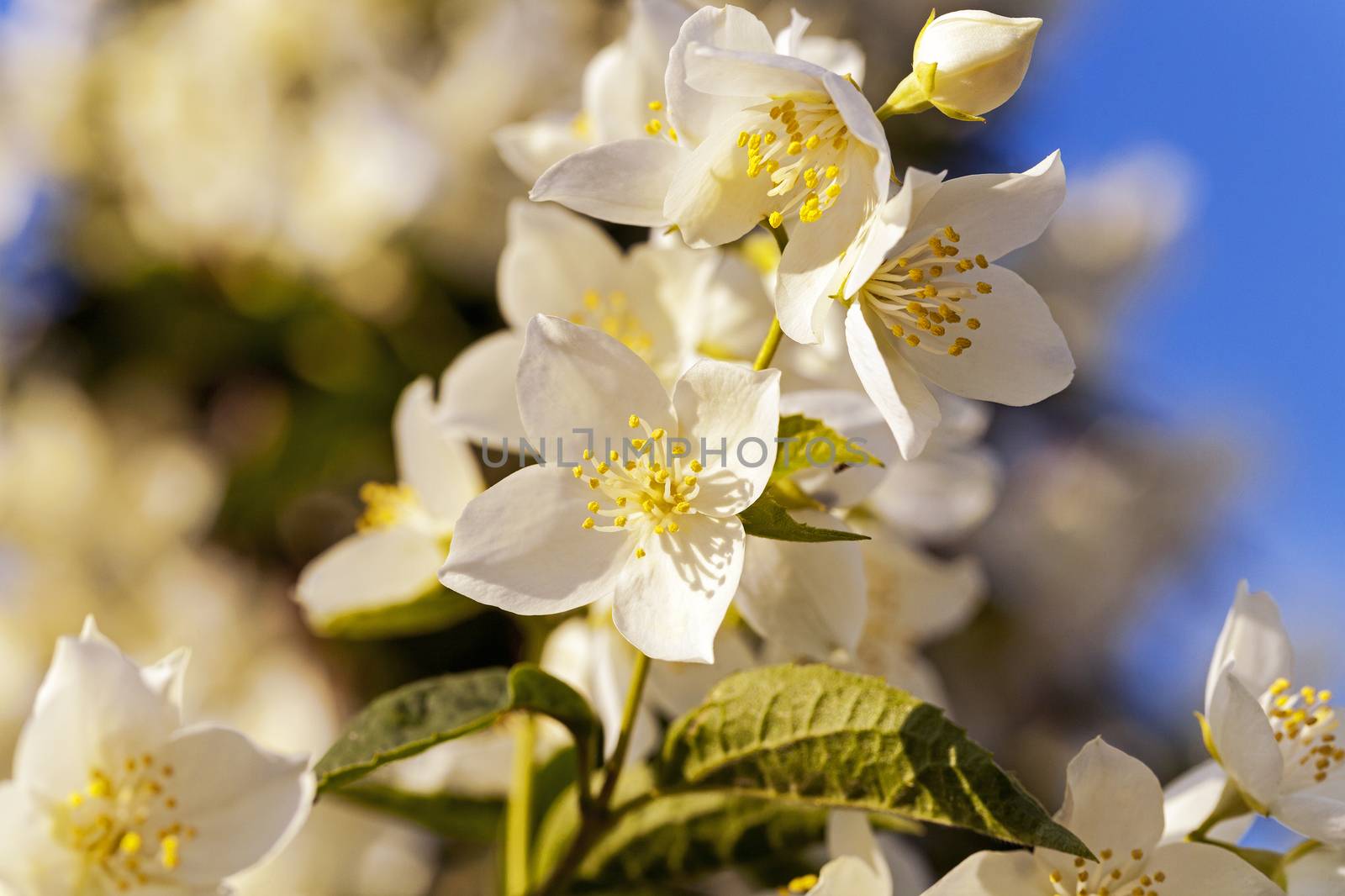   the flowers of a white jasmine photographed by a close up. small depth of sharpness