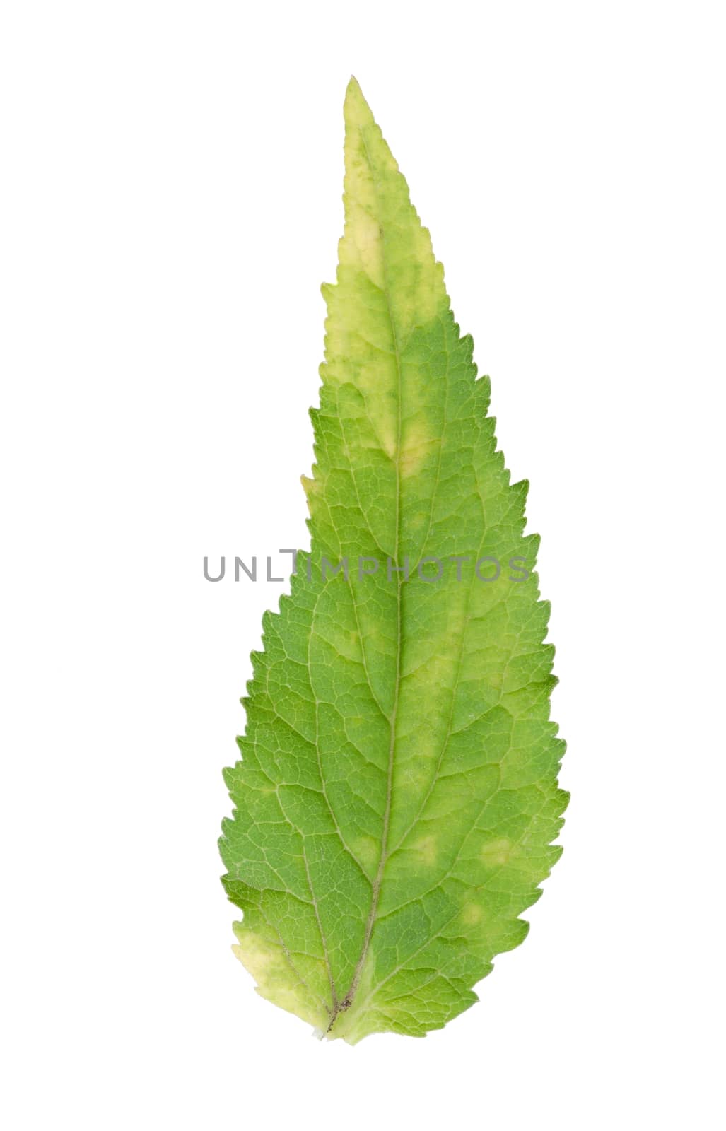 Detail of Campanula rapunculoides leaf isolated on white background.