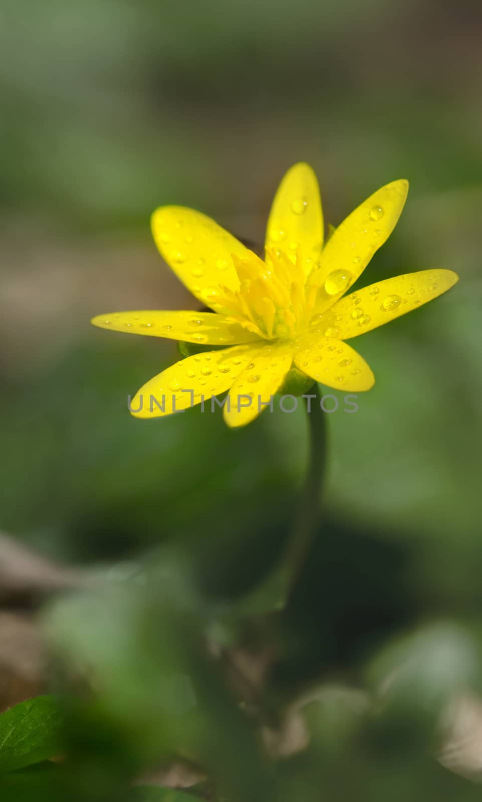 Blooming Ficaria verna with morning dew isolated on blur forest background.