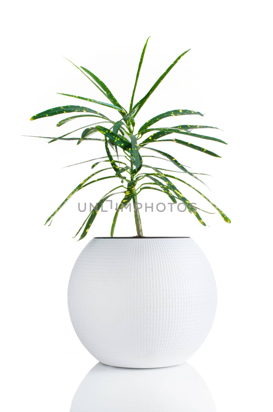 Nice houseplant in white flowerpot isolated on white background.