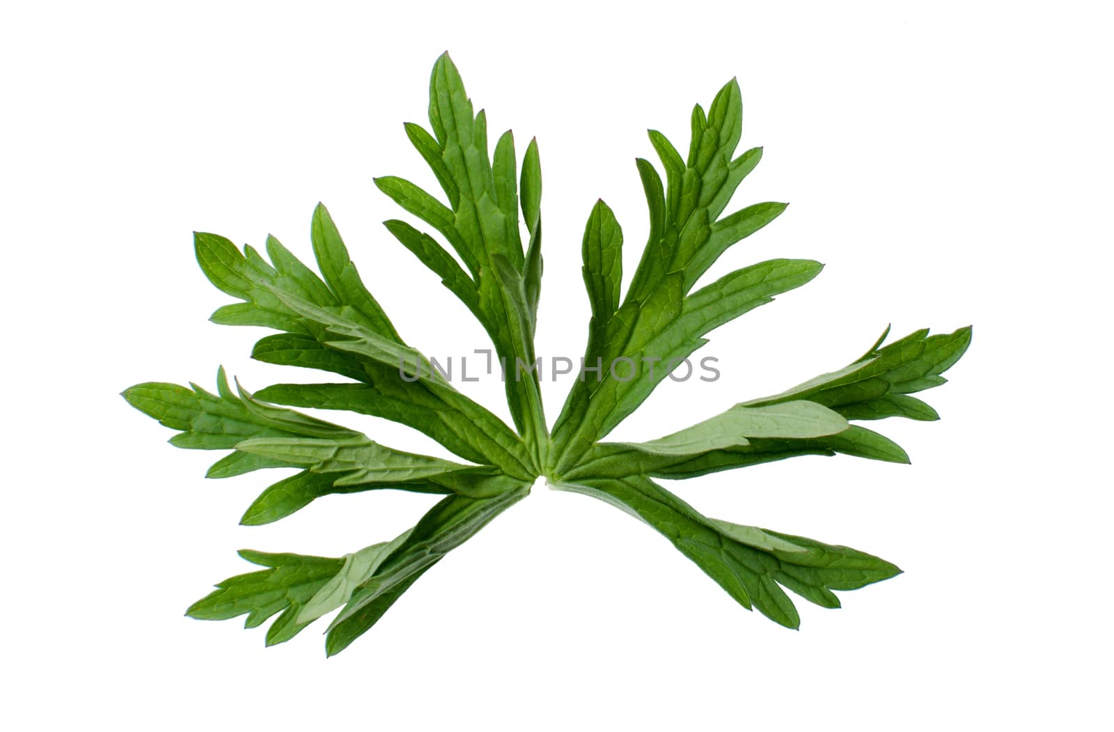 Geranium pratense leaf idolated on white background.