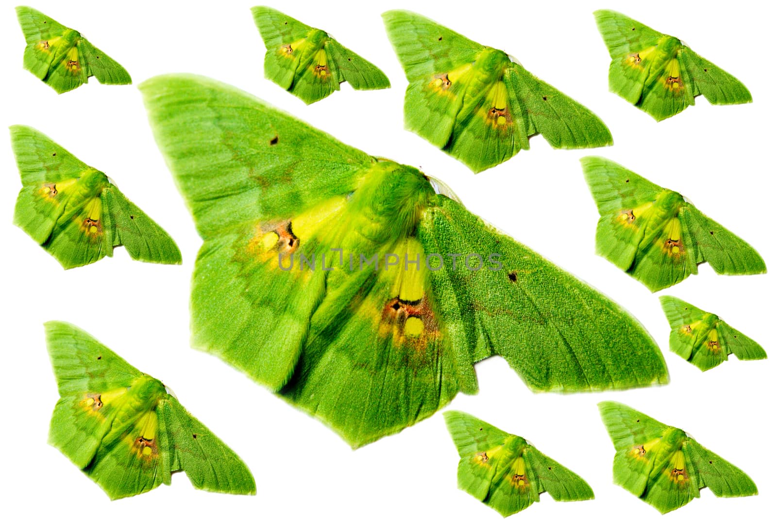Green butterfly, beautiful of nature isolated on white background, Clipping Paths