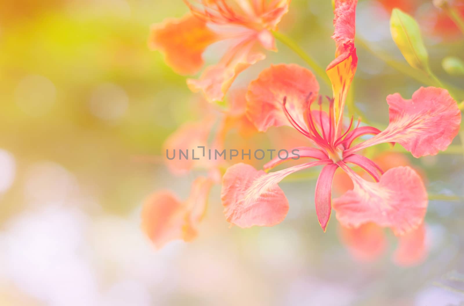 Beautiful flower by jimbophoto