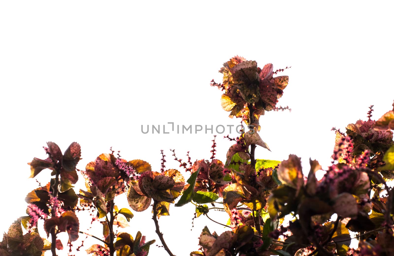 Beautiful flower, beautiful nature,Isolated on white background