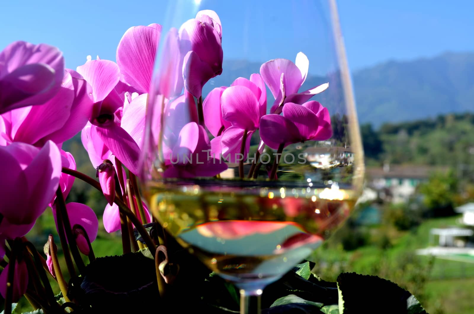 flowers and wine