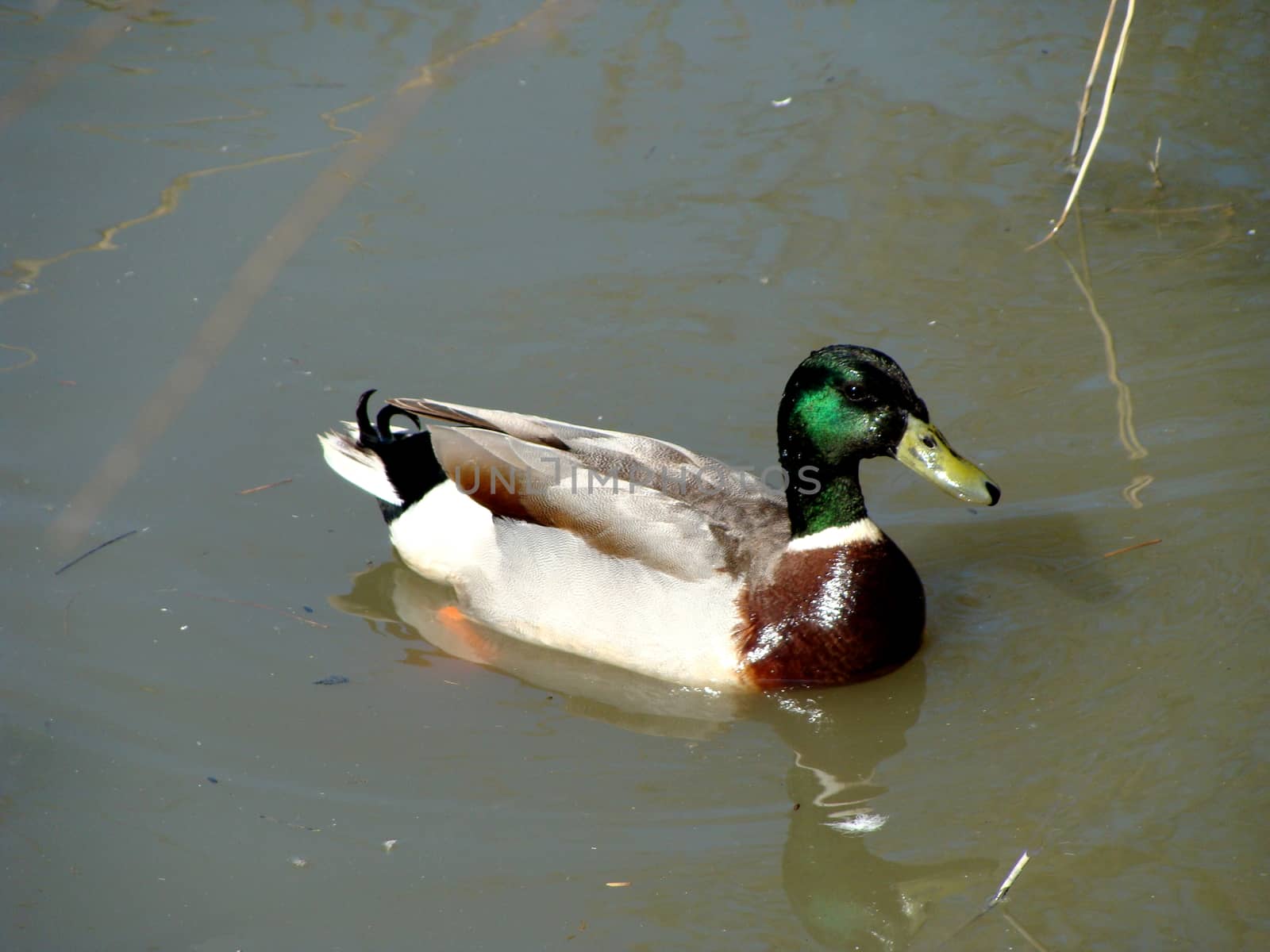 duck by inguaribile