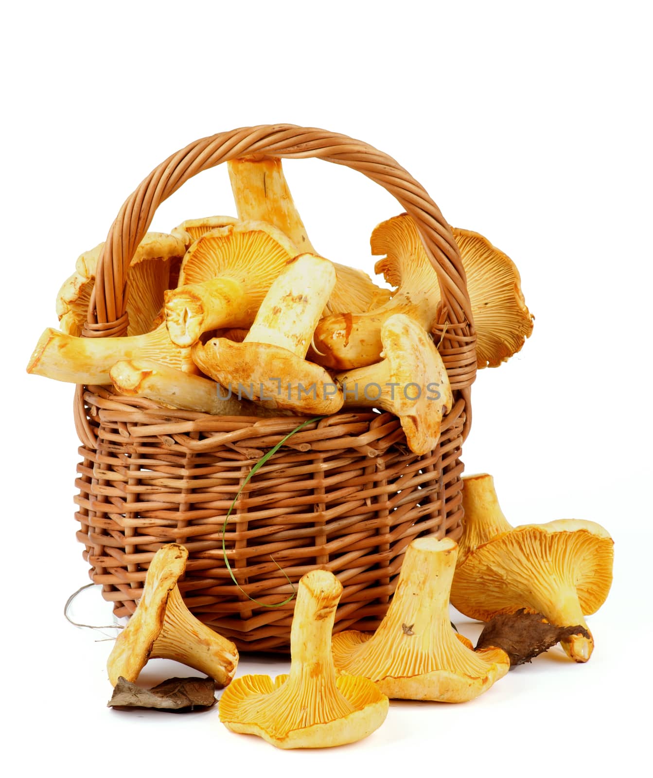 Perfect Raw Chanterelles in Wicker Basket isolated on White background