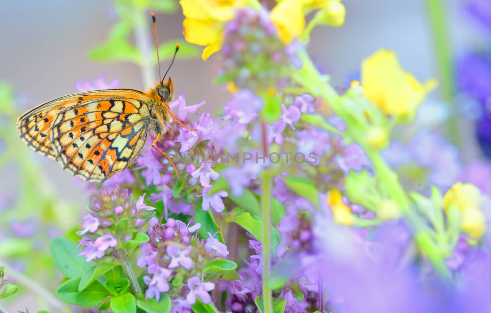 Monarch Butterfly in summer time