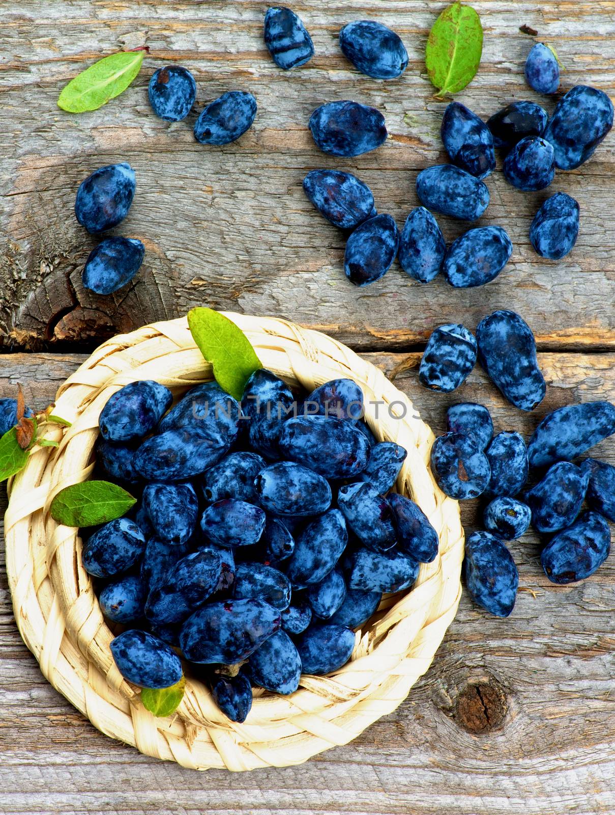 Honeysuckle Berries by zhekos