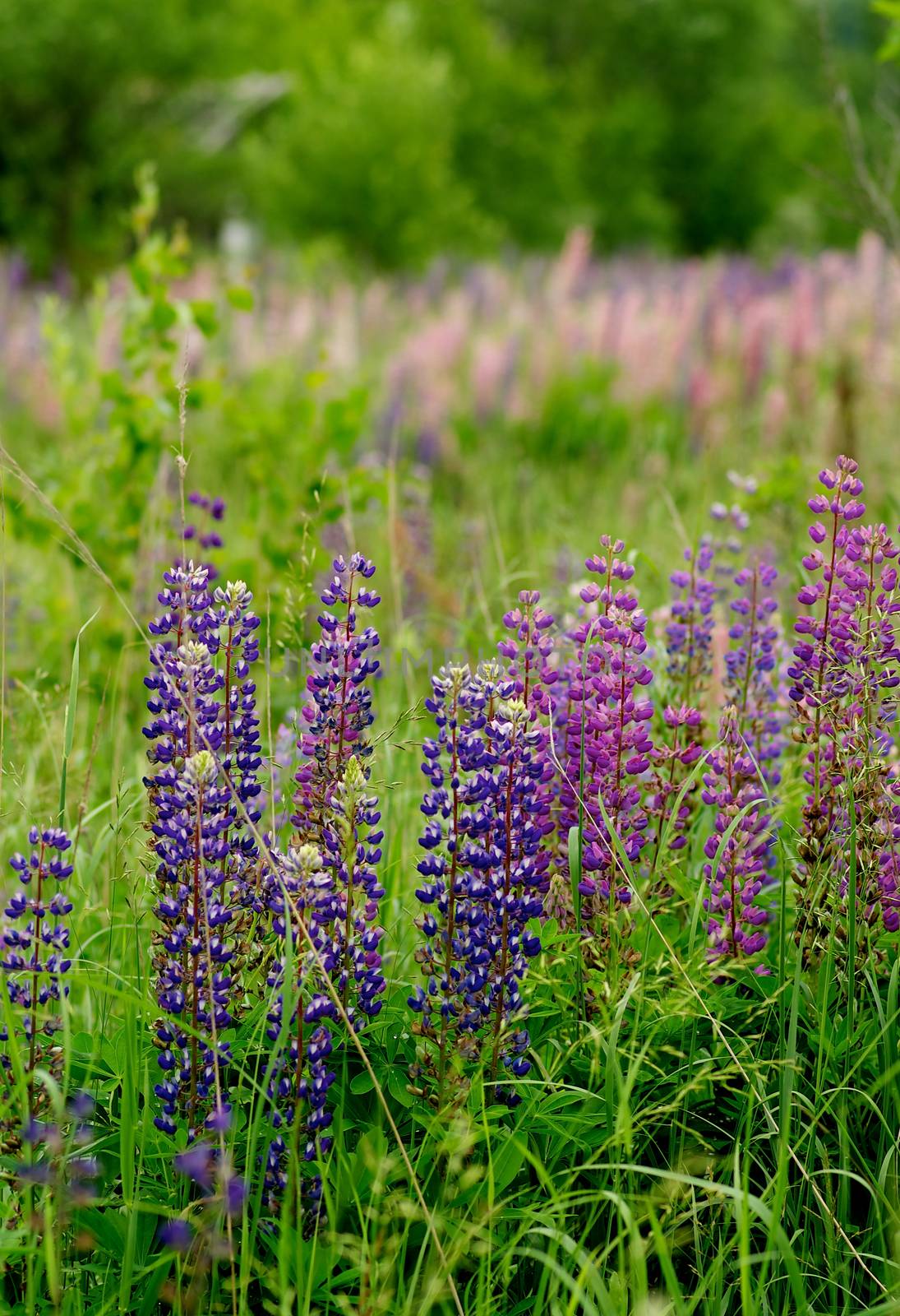 Beauty Multi-Colored Lupine Field on Green Grass background Outdoors. Focus on Foreground