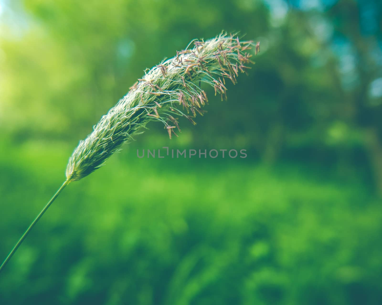 Seasonal Image Of A Closeup Of Some Summer Grass With Seeds