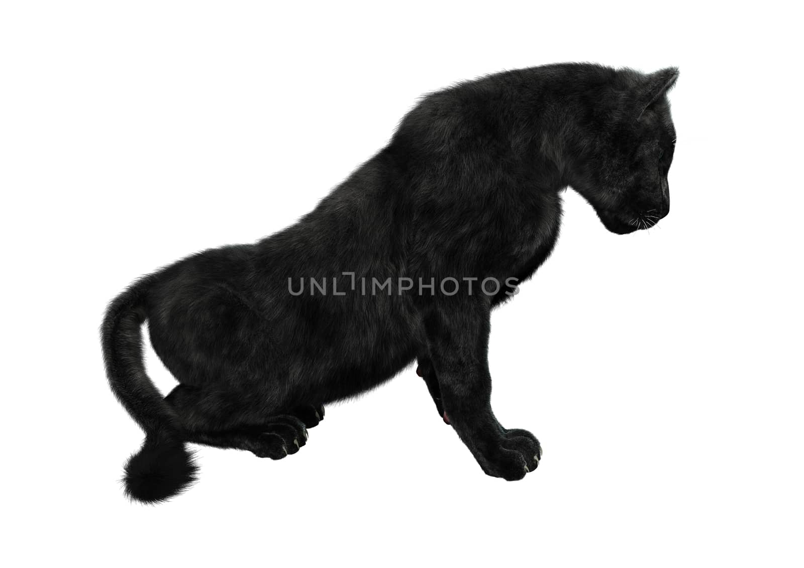 3D digital render of a big cat black panther isolated on white background