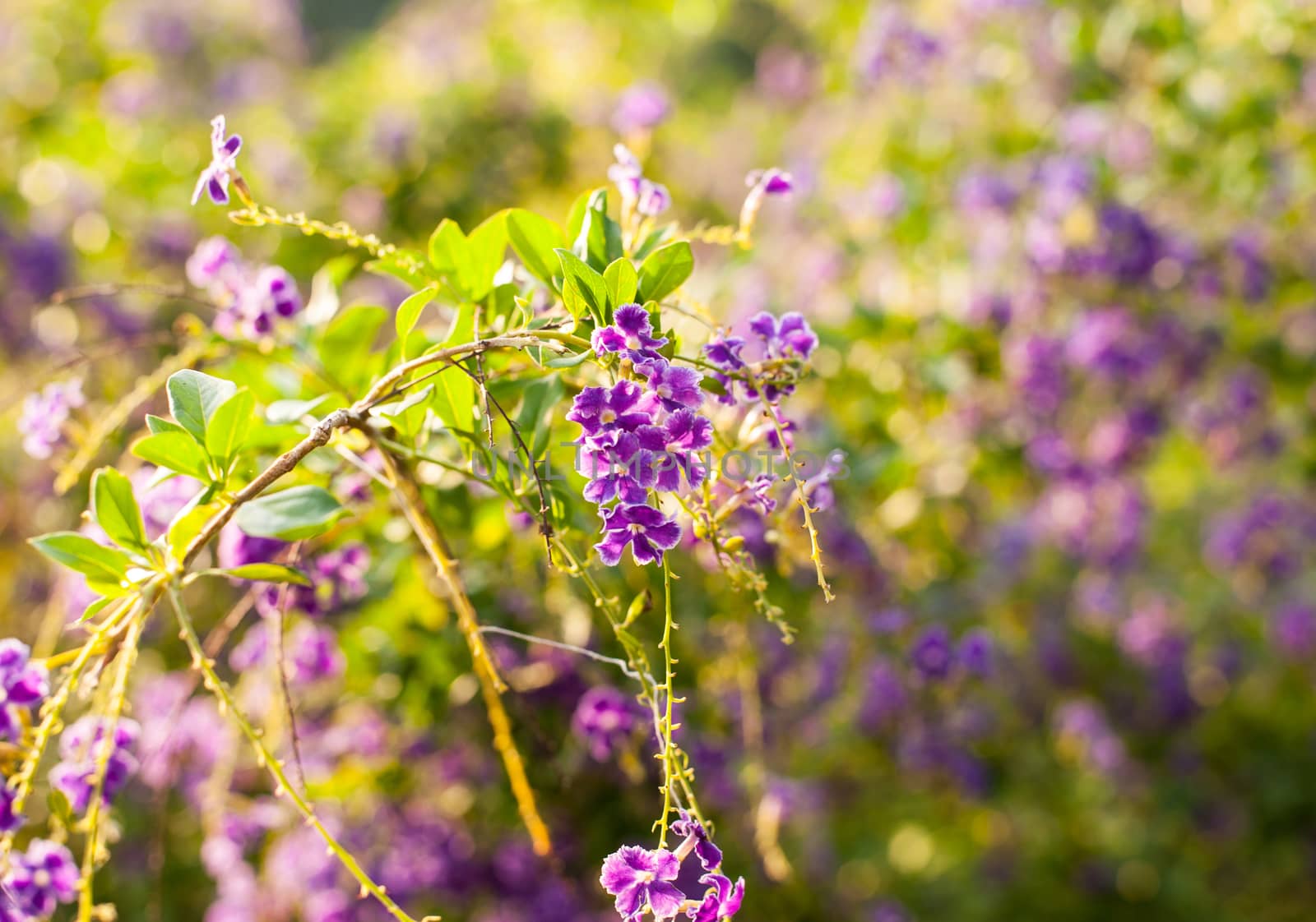 Beautiful flower nature colorful by jimbophoto