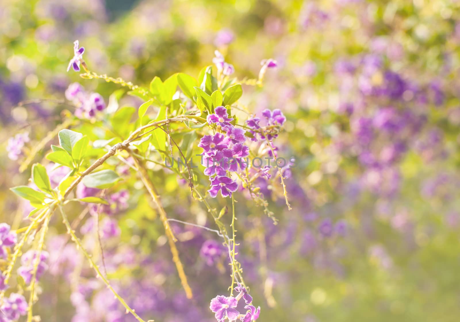 Beautiful flower, beautiful nature with colorful and blur background