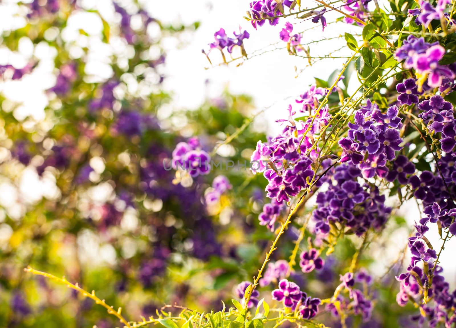 Beautiful flower nature colorful by jimbophoto