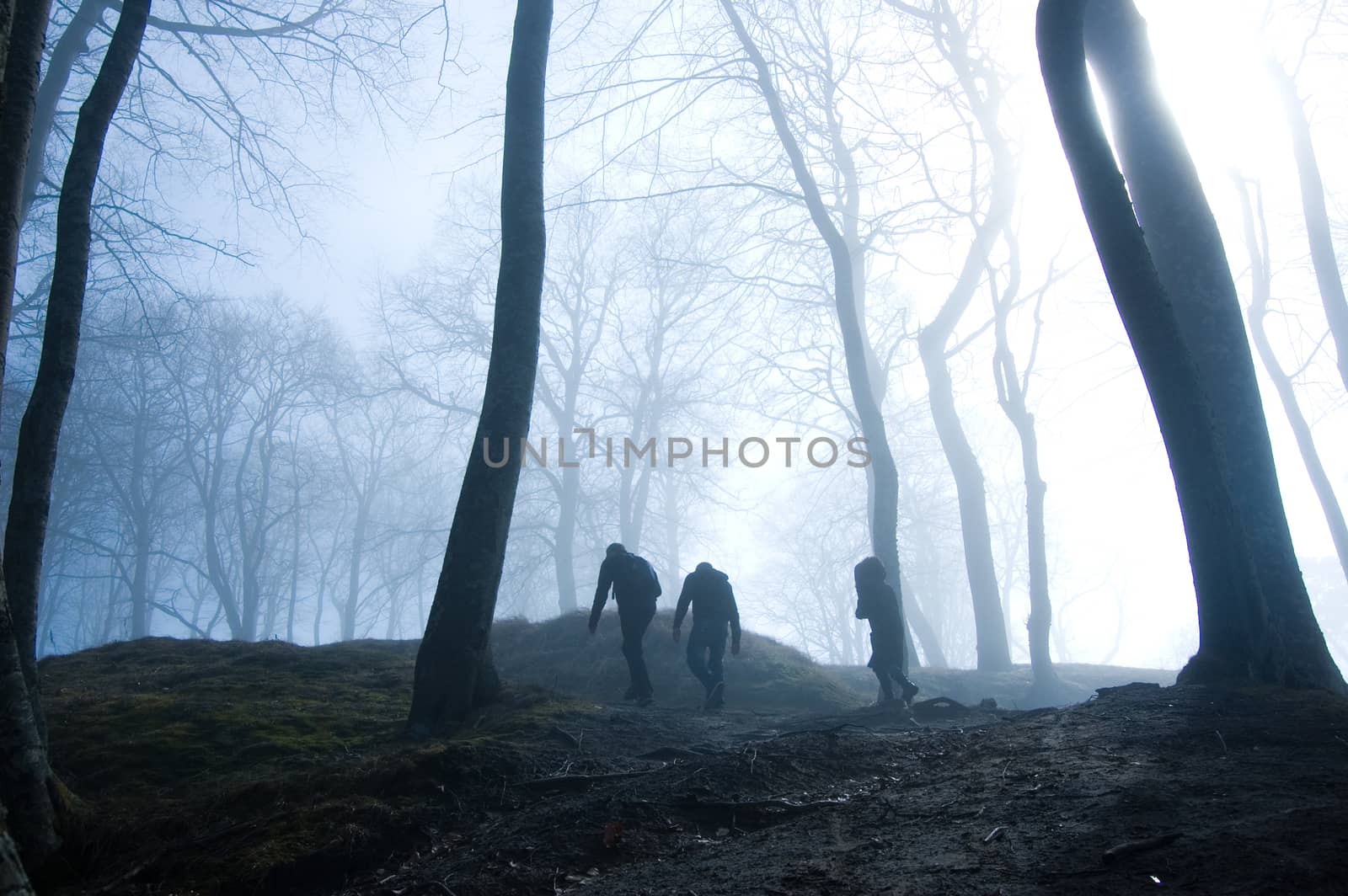 Nature. People in foggy dark forest.