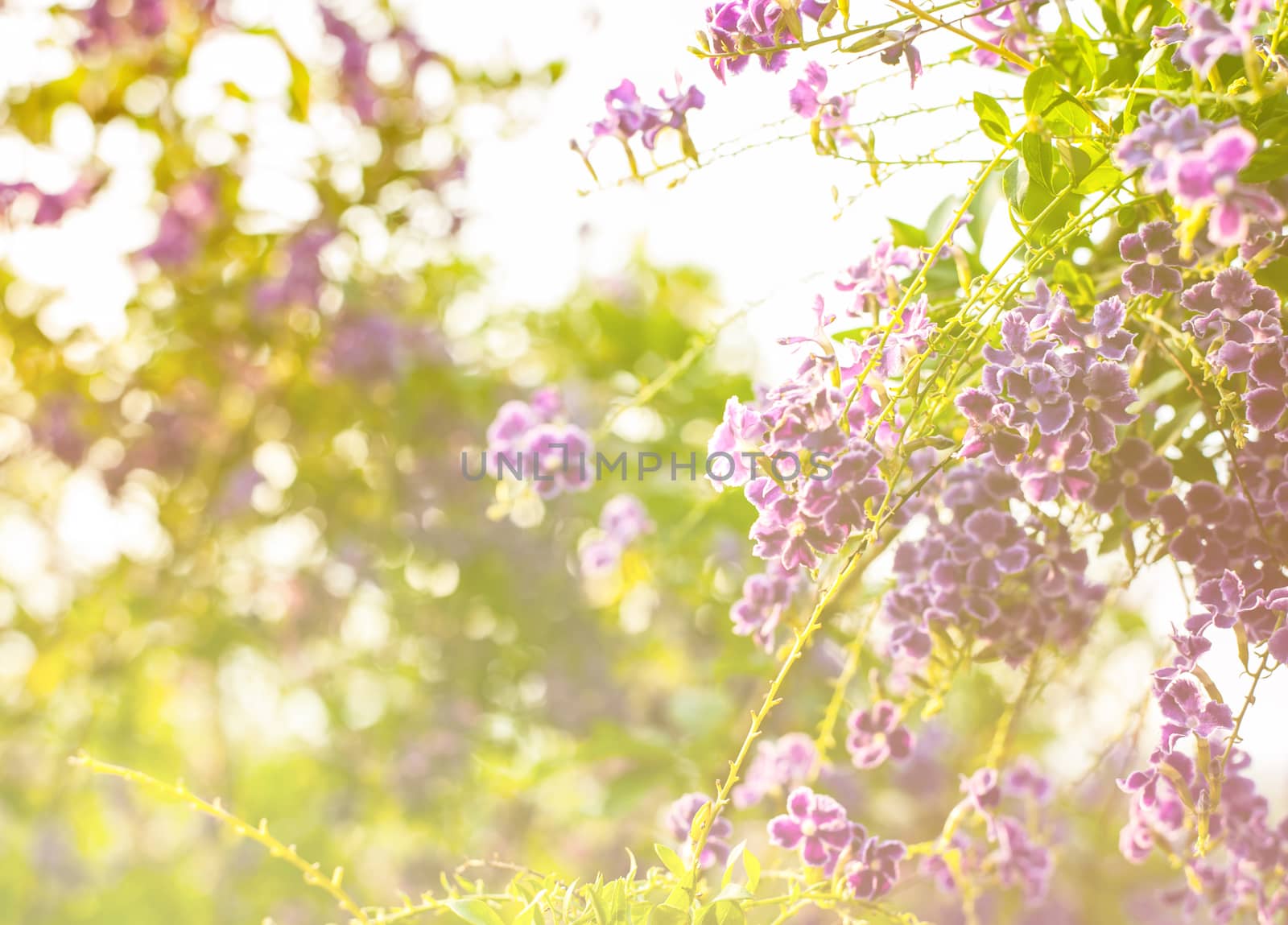 Beautiful flower, beautiful nature with colorful and blur background
