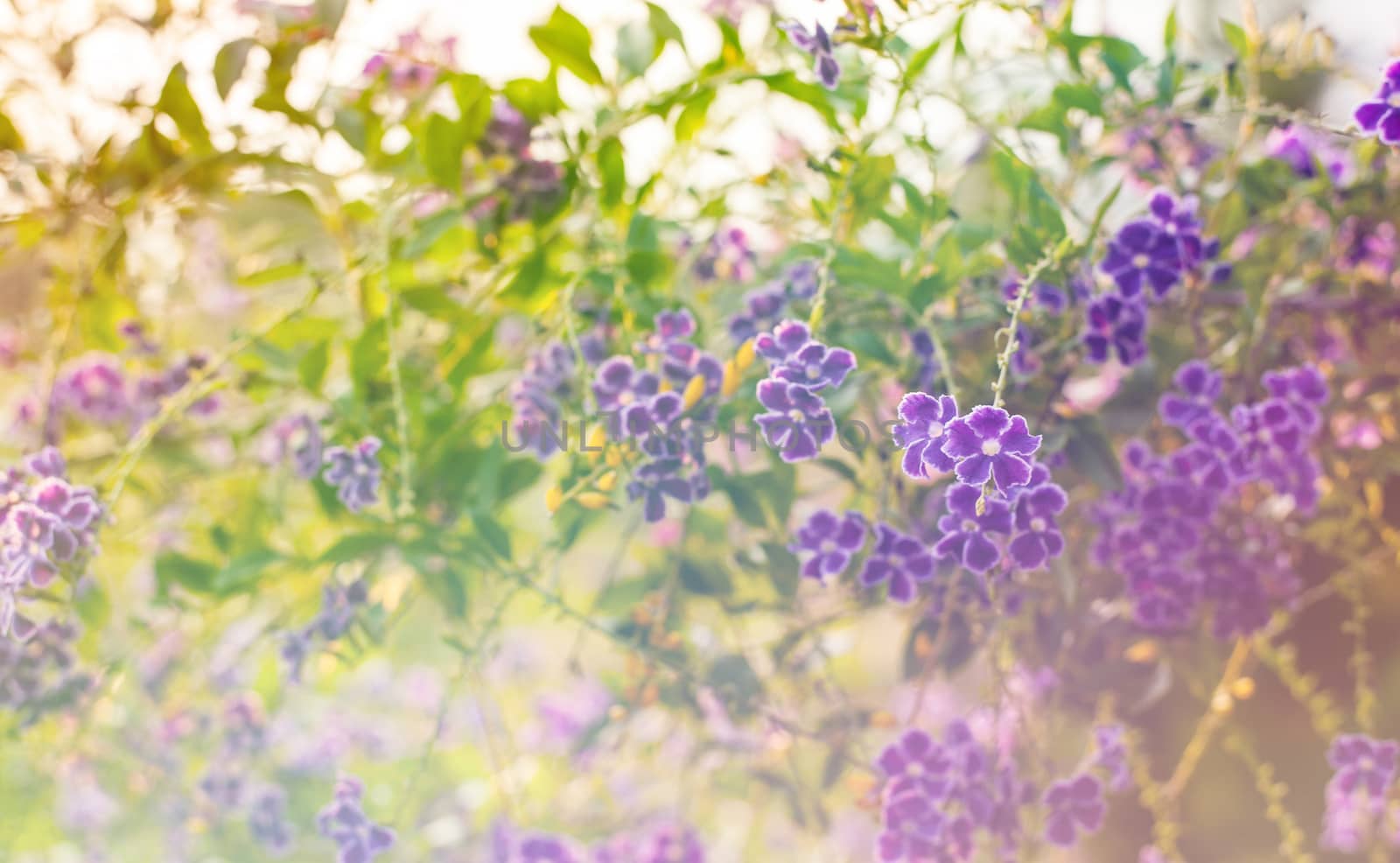 Beautiful flower by jimbophoto