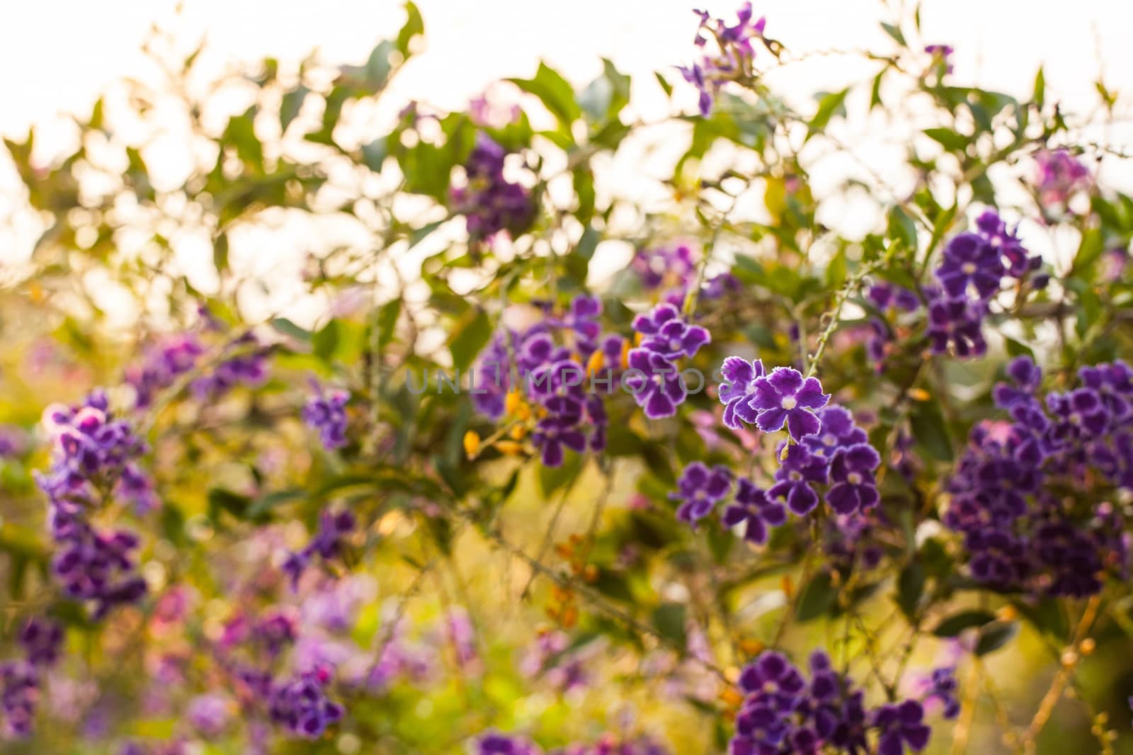 Beautiful flower, beautiful nature blur background