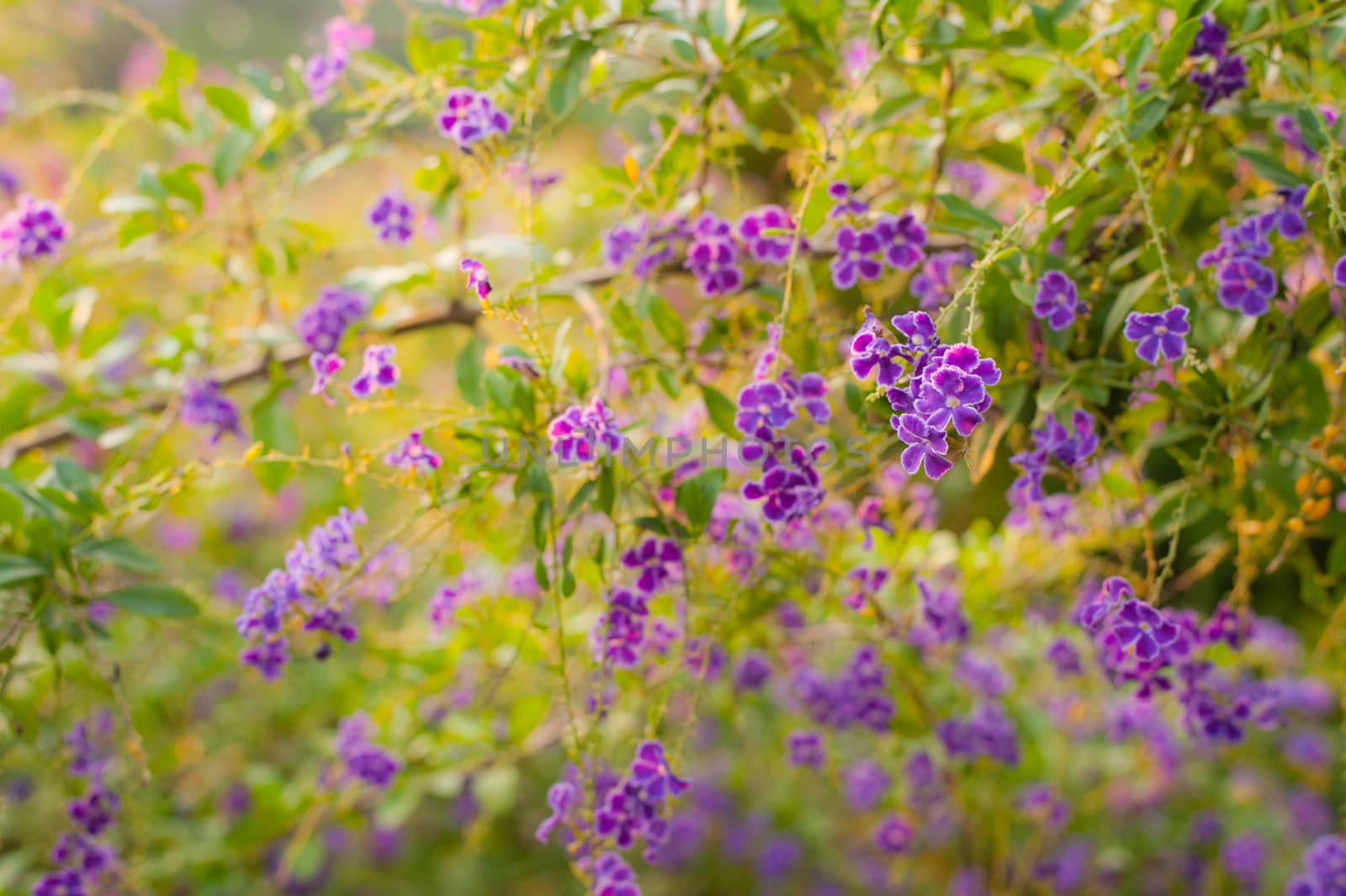 Beautiful flower, beautiful nature blur background