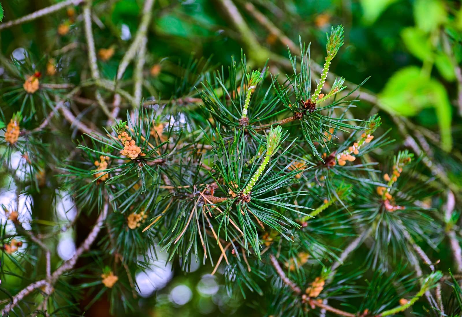 Pine needle tree