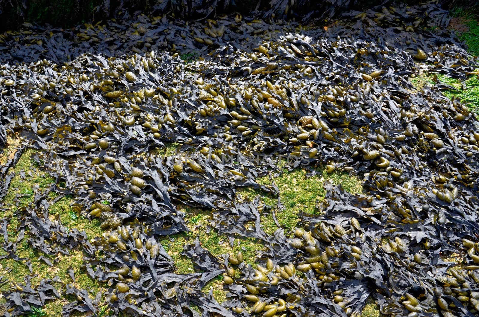 Seaweed plant algae on the beach