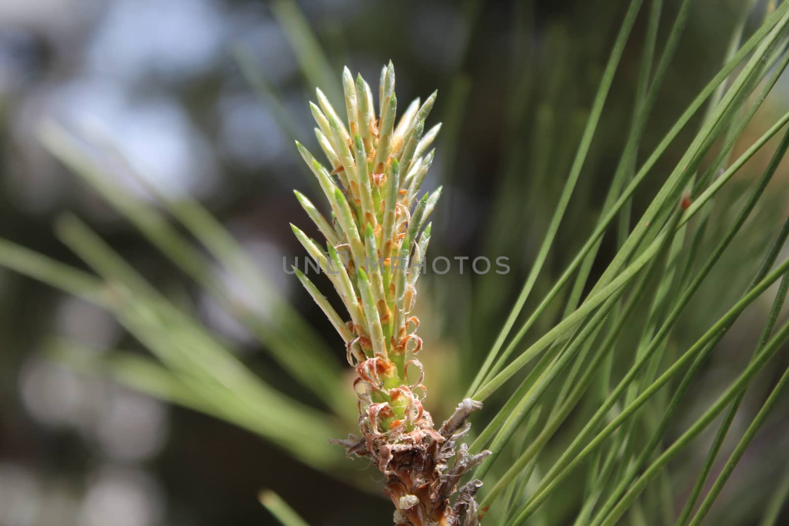 Young pine tree branch by nurjan100