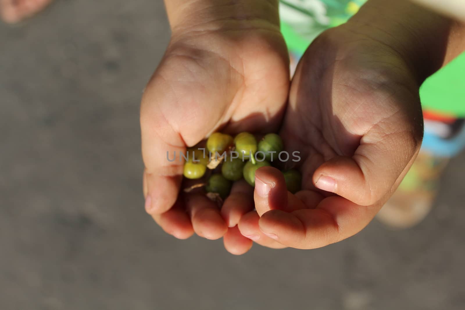 Gooseberries in the children's palm by nurjan100