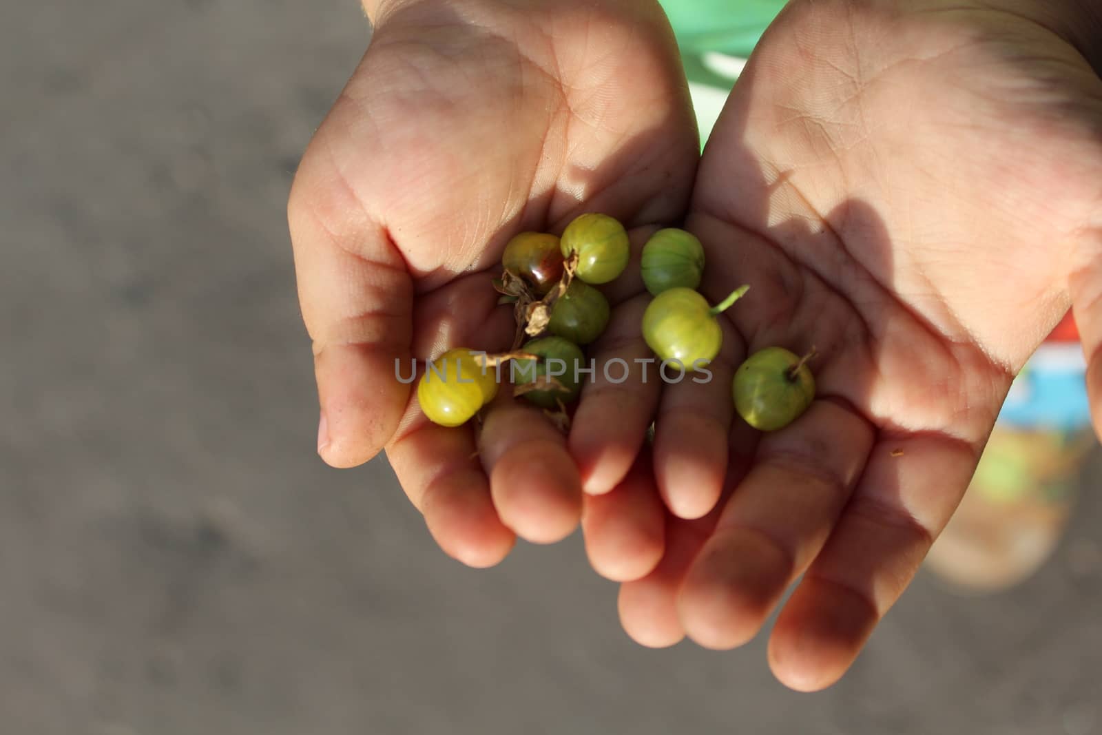 Gooseberries in the children's palm by nurjan100