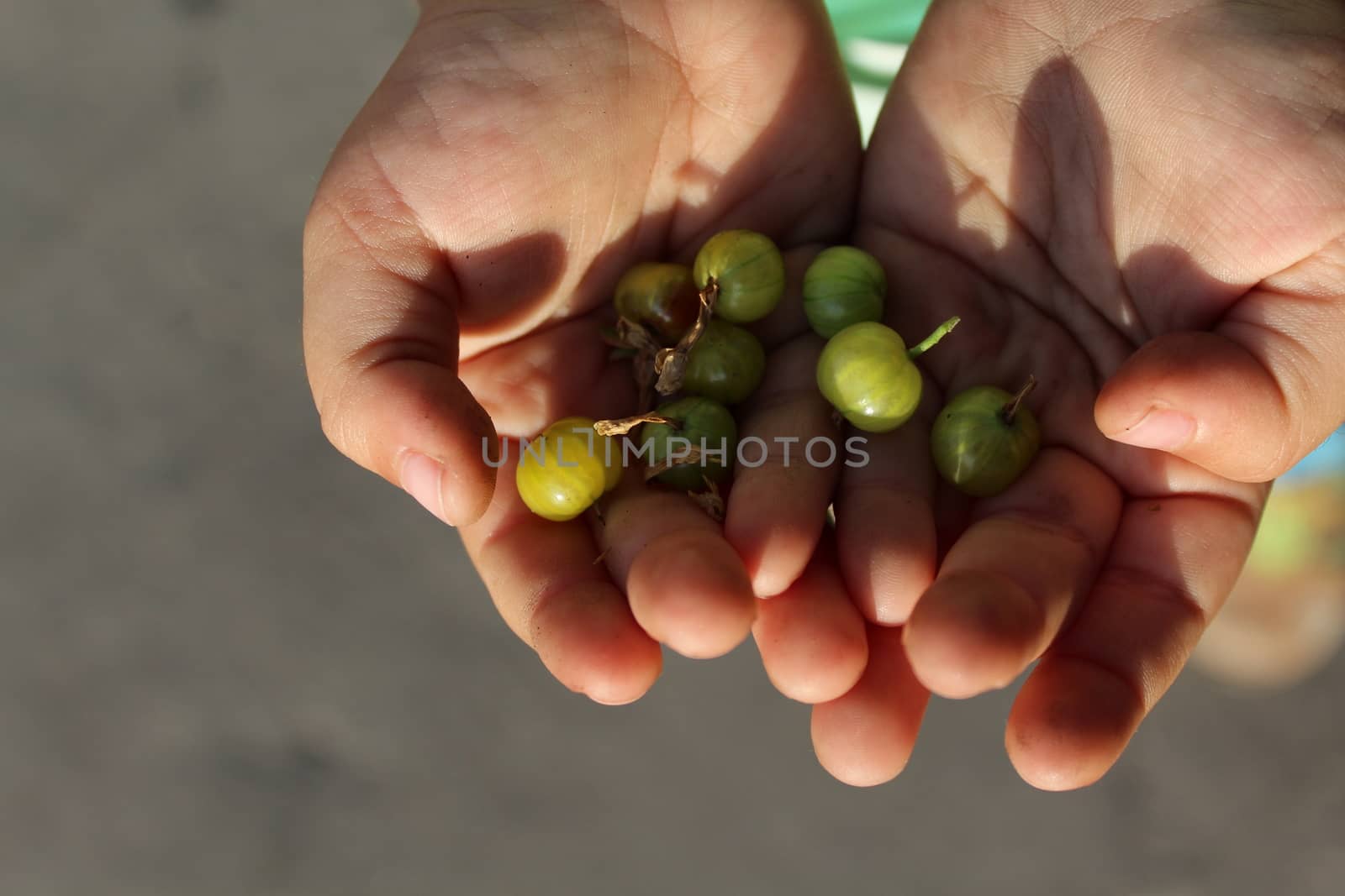 Child holds in the palm green gooseberries.