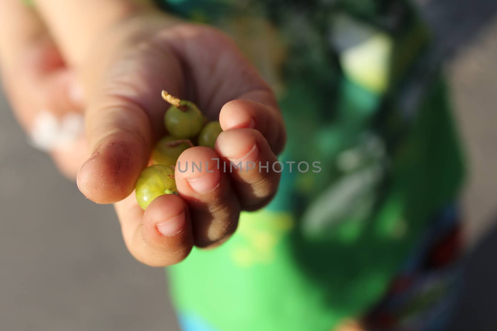 Child holds in the palm green gooseberries.