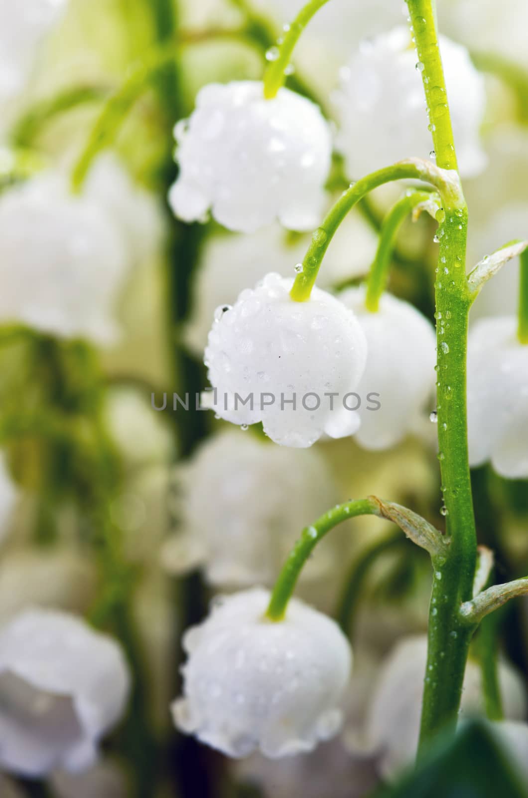 Close up of Lily of the valley by dolnikow