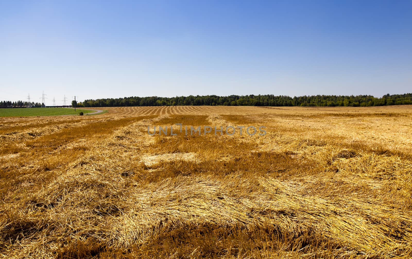   an agricultural field on which were the crop of cereals is reaped