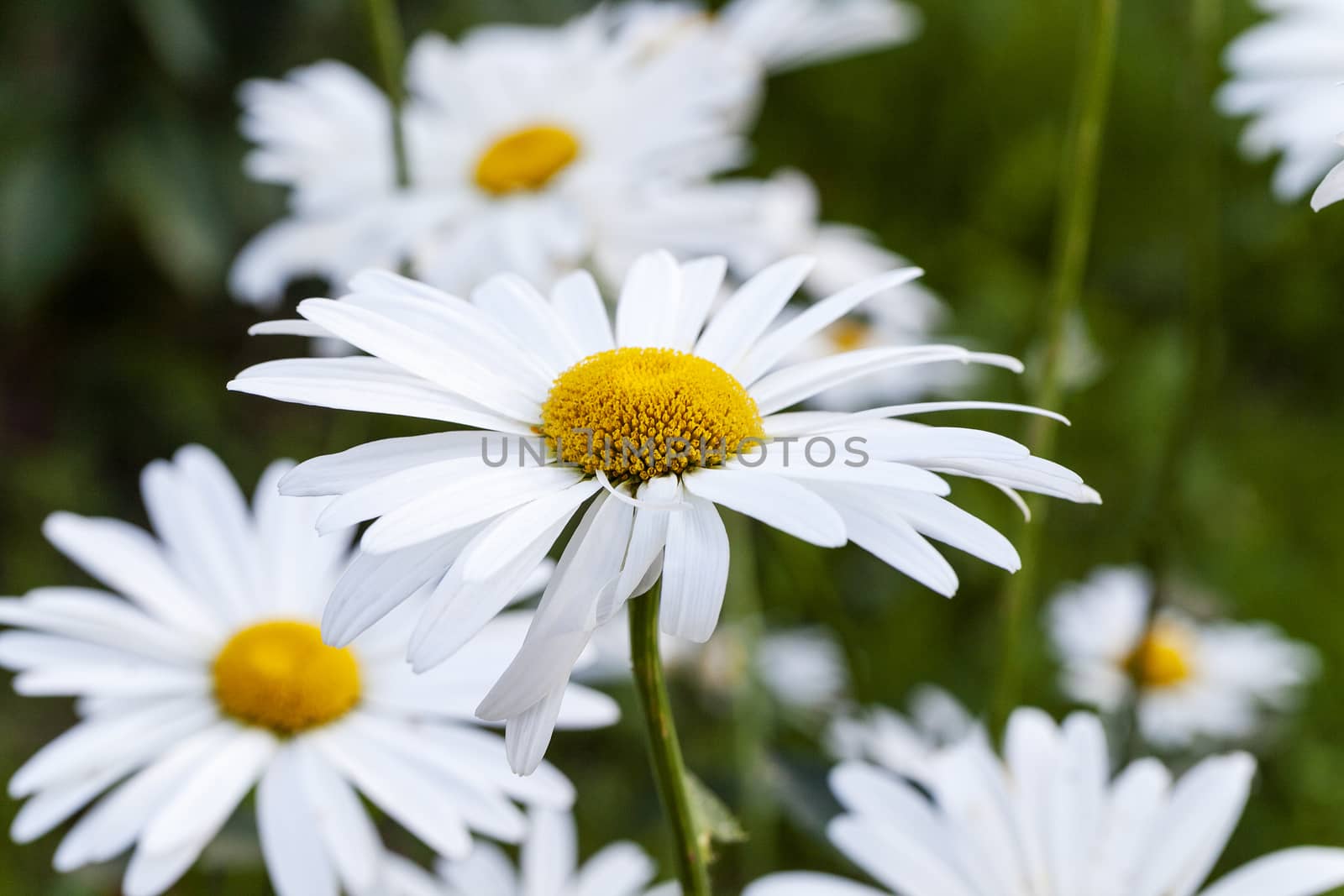   the white flowers of a camomile photographed by a close up