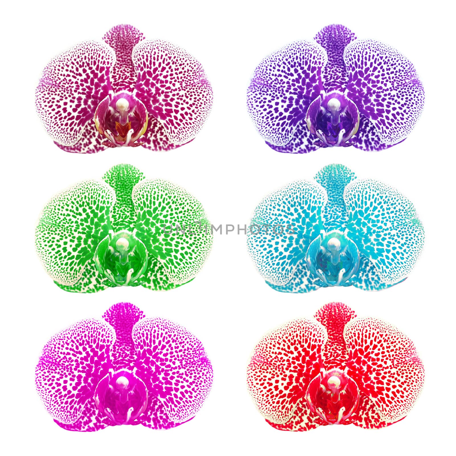 exotic color orchid flower isolated on white background