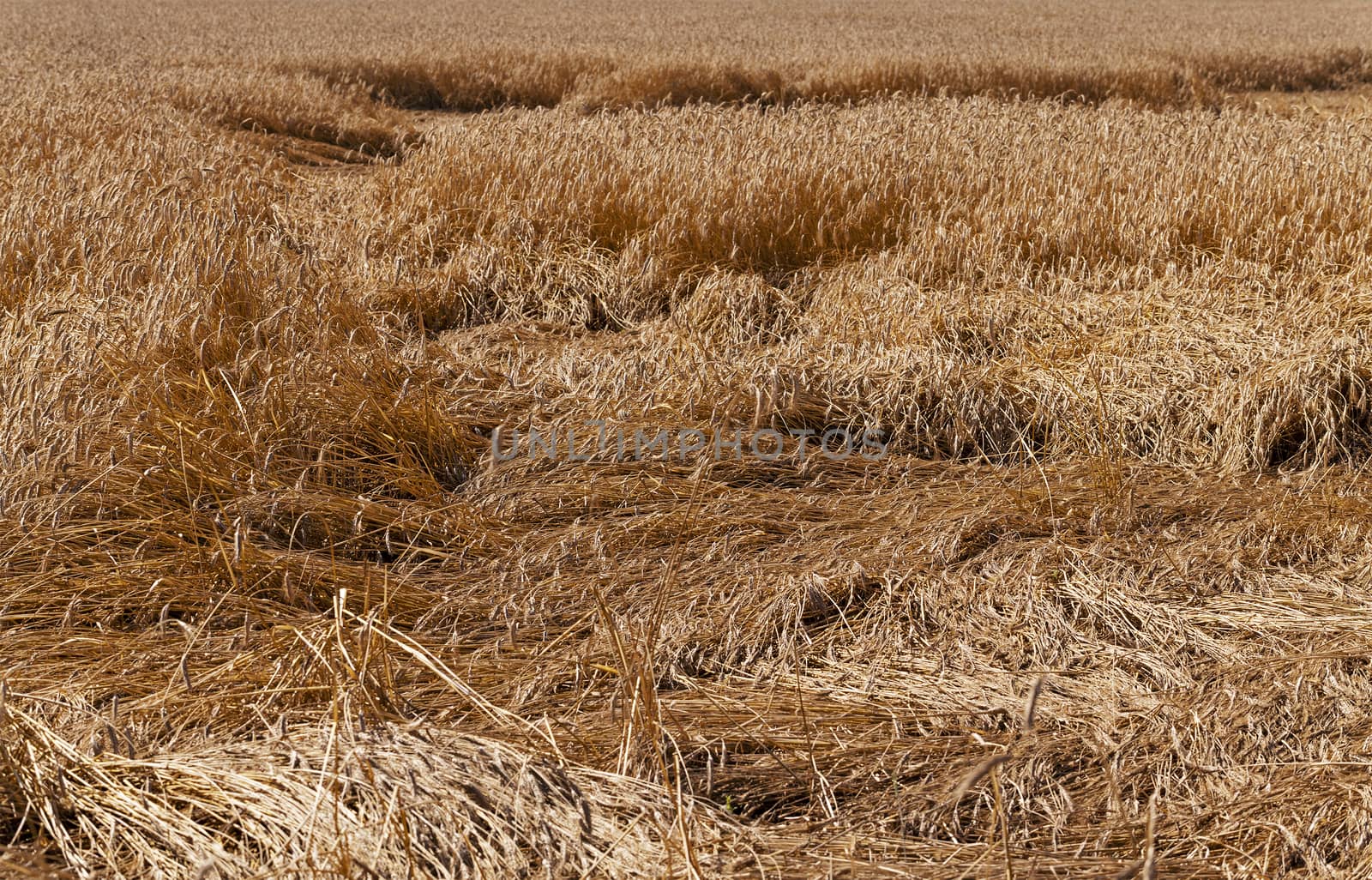   wheat destroyed by bad weather. some ears lie on the earth