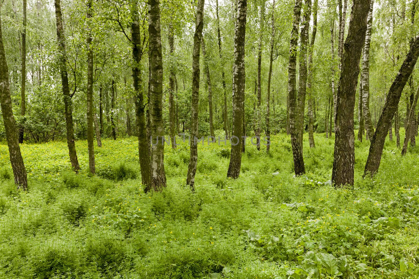   the trees growing in the territory of a bog. spring season