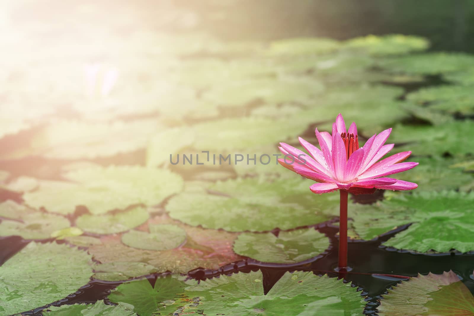 beautiful lotus flower in the pond with sunlight