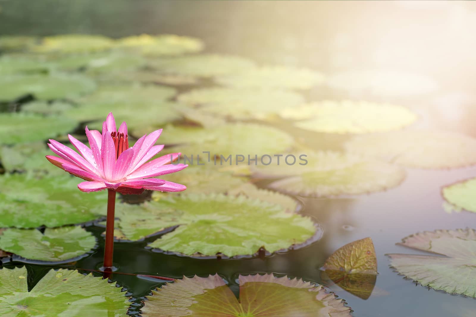 beautiful lotus flower in the pond with sunlight