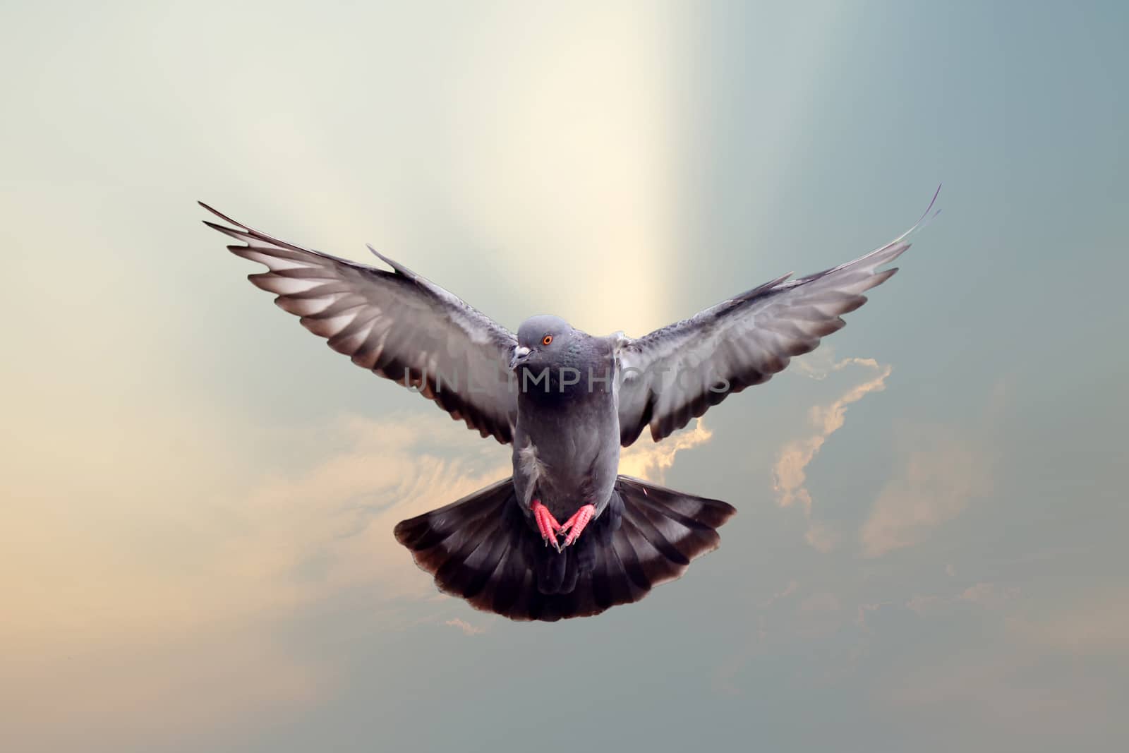 flying pigeon with beautiful sky background