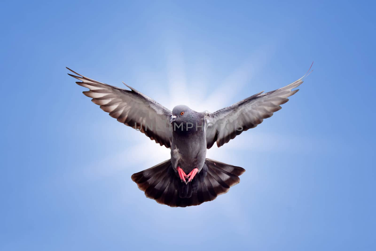 flying pigeon with beautiful sunbeam background